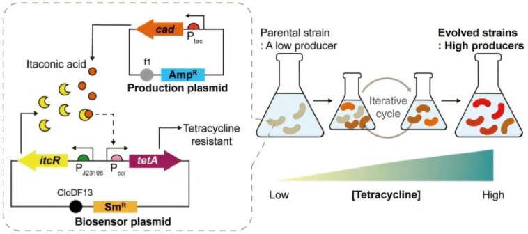 L'évolution guidée par le biocapteur améliore la production d'acide iTaconique chez E. coli