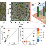 La distribution du biofilm aide à identifier les zones où les microplastiques s'accumuleront