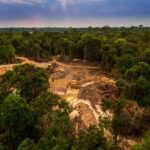La perte de forêt tropicale a doublé en 2024 alors que les incendies de forêt ont fait une flèche