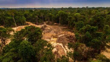 La perte de forêt tropicale a doublé en 2024 alors que les incendies de forêt ont fait une flèche