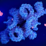 An illustration of the drug rapamycin (red) inhibiting the protein complex mTORC1, which has various effects on cellular function