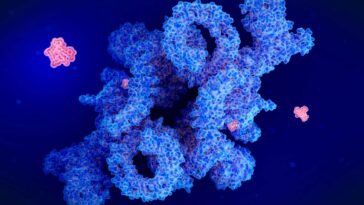 An illustration of the drug rapamycin (red) inhibiting the protein complex mTORC1, which has various effects on cellular function