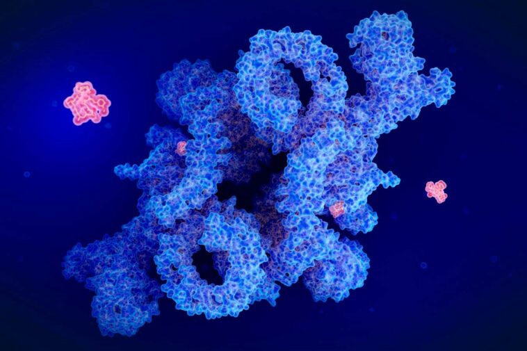 An illustration of the drug rapamycin (red) inhibiting the protein complex mTORC1, which has various effects on cellular function