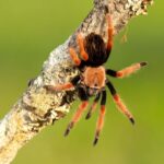 Brachypelma smithi is a species of spider in the family Theraphosidae (tarantulas) native to Mexico. Mexican redknee tarantulas are a popular choice as pets among tarantula keepers; Shutterstock ID 2010699254; purchase_order: -; job: -; client: -; other: -