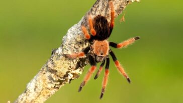 Brachypelma smithi is a species of spider in the family Theraphosidae (tarantulas) native to Mexico. Mexican redknee tarantulas are a popular choice as pets among tarantula keepers; Shutterstock ID 2010699254; purchase_order: -; job: -; client: -; other: -
