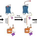 Le biocapteur brillant rationalise le dépistage des médicaments à haut débit Le biocapteur brillant rationalise le dépistage des médicaments à haut débit