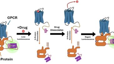 Le biocapteur brillant rationalise le dépistage des médicaments à haut débit