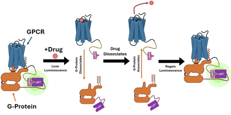 Le biocapteur brillant rationalise le dépistage des médicaments à haut débit