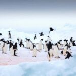 Adelie Penguins