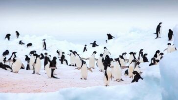 Adelie Penguins