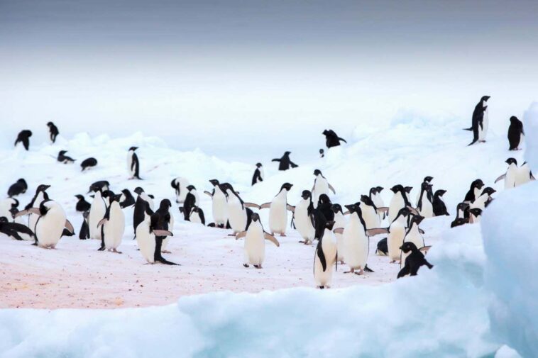 Adelie Penguins