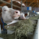 Le changement climatique arrive pour votre fromage Une photo d'une vache laitière en France