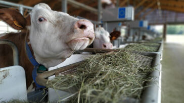Une photo d'une vache laitière en France