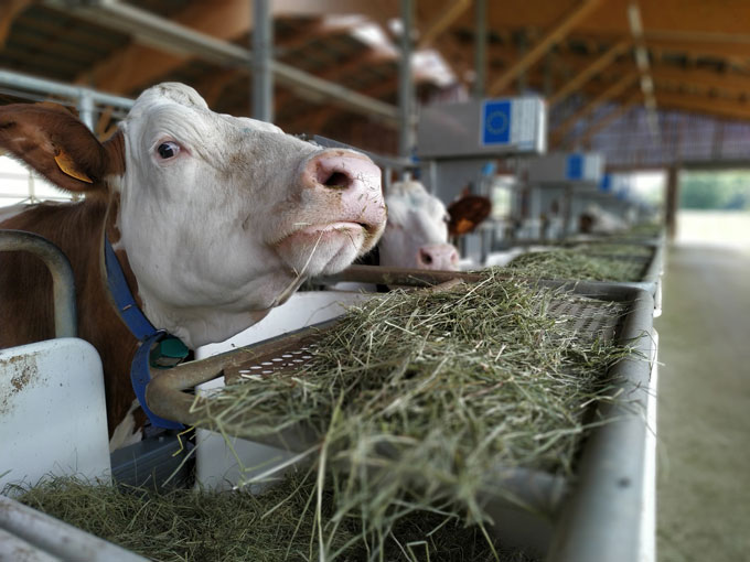 Une photo d'une vache laitière en France