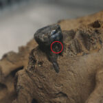 Un gros plan d'une mâchoire ancienne a une dent noirci encore intégrée. Un cercle rouge sur le côté de la dent montre où les chercheurs ont pris un échantillon pour les tests génétiques.