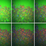 Le flux de liquide intercellulaire, pas seulement la structure cellulaire, régit comment les tissus réagissent aux forces physiques