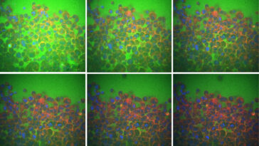 Le flux de liquide intercellulaire, pas seulement la structure cellulaire, régit comment les tissus réagissent aux forces physiques