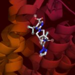 Le modèle d'affinité de liaison aux protéines élargit le rôle de l'IA dans la découverte de médicaments Le modèle d'affinité de liaison aux protéines élargit le rôle de l'IA dans la découverte de médicaments