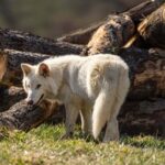 Le scientifique colossal admet maintenant qu'ils n'ont pas vraiment fait de loups désastreux