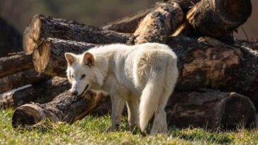 Le scientifique colossal admet maintenant qu'ils n'ont pas vraiment fait de loups désastreux