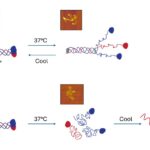 Les «agrafes» chimiques aident le collagène à résister à se démêler et à se réparer après avoir été chauffé Les «agrafes» chimiques aident le collagène à résister à se démêler et à se réparer après avoir été chauffé