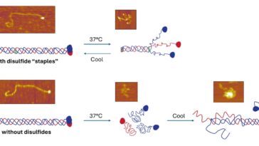 Les «agrafes» chimiques aident le collagène à résister à se démêler et à se réparer après avoir été chauffé