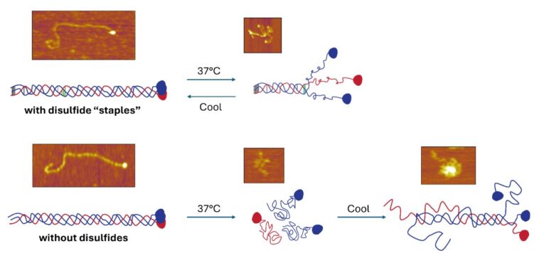 Les «agrafes» chimiques aident le collagène à résister à se démêler et à se réparer après avoir été chauffé