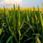 Les agriculteurs du monde ne pourront pas suivre le changement climatique