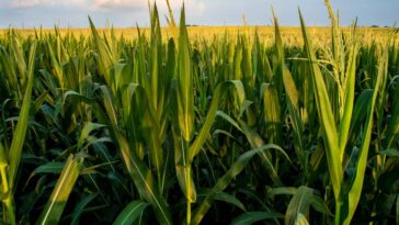 Les agriculteurs du monde ne pourront pas suivre le changement climatique