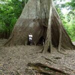 Les anneaux d'arbres révèlent une saisonnalité croissante des précipitations en Amazonie Les anneaux d'arbres révèlent une saisonnalité croissante des précipitations en Amazonie