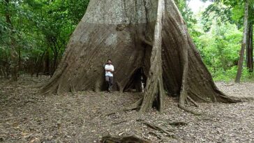 Les anneaux d'arbres révèlent une saisonnalité croissante des précipitations en Amazonie