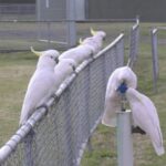 Les cacatoes australiens utilisent leurs becs et griffes pour allumer les fontaines à eau