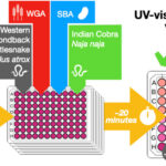 Les capteurs à base de sucre offrent une détection rapide et à faible coût du venin de serpent