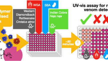 Les capteurs à base de sucre offrent une détection rapide et à faible coût du venin de serpent