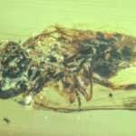 Une mouche sans tête avec un champignon de zombie poussant hors de son dos piégé dans une gouttelette d'ambre.