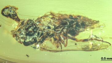 Une mouche sans tête avec un champignon de zombie poussant hors de son dos piégé dans une gouttelette d'ambre.