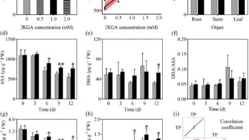 Les chercheurs révèlent un nouveau rôle du précurseur de la vitamine C dans l'amélioration de la croissance des plantes et de la production de composés bioactifs