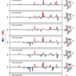 Les chercheurs révèlent une dynamique conformationnelle dépendante de la longueur de la chaîne acyle de la protéine de porteuse acyle
