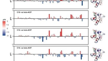 Les chercheurs révèlent une dynamique conformationnelle dépendante de la longueur de la chaîne acyle de la protéine de porteuse acyle