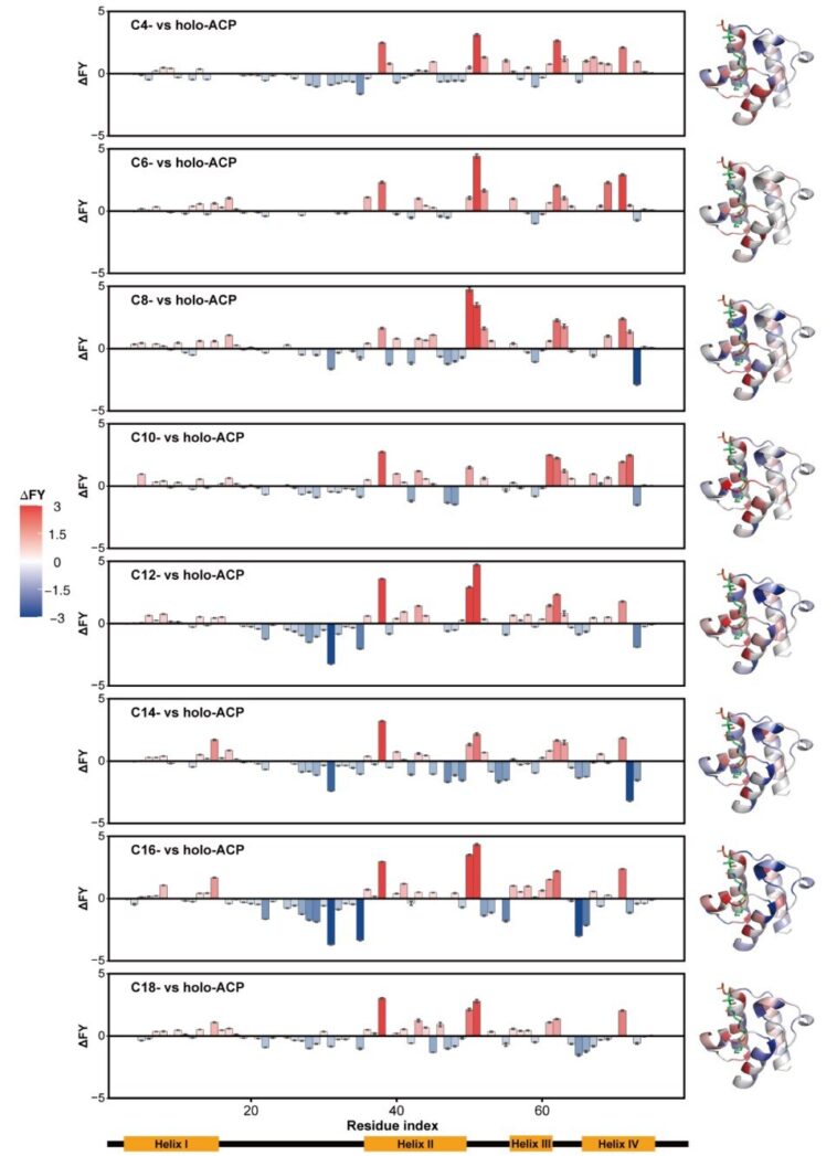 Les chercheurs révèlent une dynamique conformationnelle dépendante de la longueur de la chaîne acyle de la protéine de porteuse acyle Les chercheurs révèlent une dynamique conformationnelle dépendante de la longueur de la chaîne acyle de la protéine de porteuse acyle