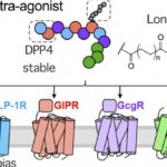 Les chimistes conçoivent une prochaine génération de médicaments de perte de poids Les chimistes conçoivent une prochaine génération de médicaments de perte de poids