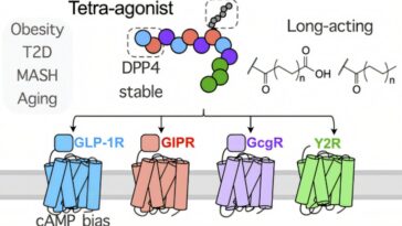Les chimistes conçoivent une prochaine génération de médicaments de perte de poids