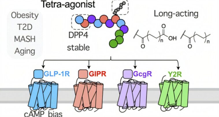 Les chimistes conçoivent une prochaine génération de médicaments de perte de poids