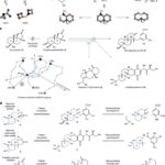 Les chimistes sautent à travers les paysages terpénoïdes avec un échafaudage compatible enzyme