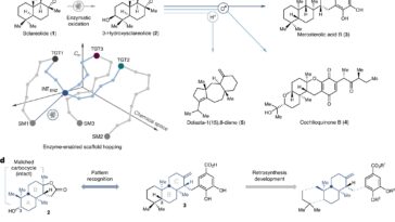 Les chimistes sautent à travers les paysages terpénoïdes avec un échafaudage compatible enzyme