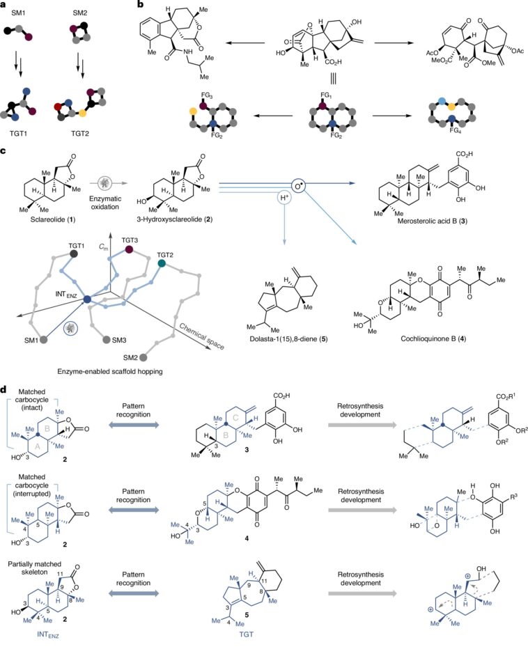 Les chimistes sautent à travers les paysages terpénoïdes avec un échafaudage compatible enzyme