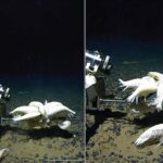 Alicella gigantea, the world