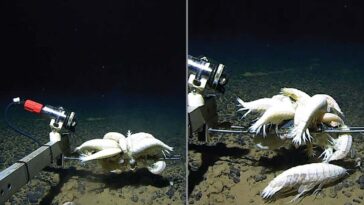 Alicella gigantea, the world