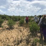 Les écosystèmes des Everglades présentent des réactions mitigées à l'augmentation du niveau de la mer