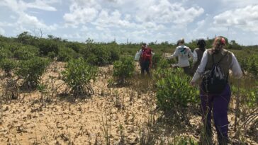 Les écosystèmes des Everglades présentent des réactions mitigées à l'augmentation du niveau de la mer